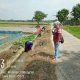 Gotong Royong Kuwu Evi Bersama Petani, Saluran Irigasi Desa Leuwigede Dibersihkan
