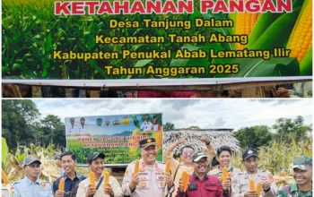 Panen Jagung Hibrida di Tanjung Dalam, Polsek Tanah Abang Tegaskan Komitmen Perkuat Ketahanan Pangan Nasional