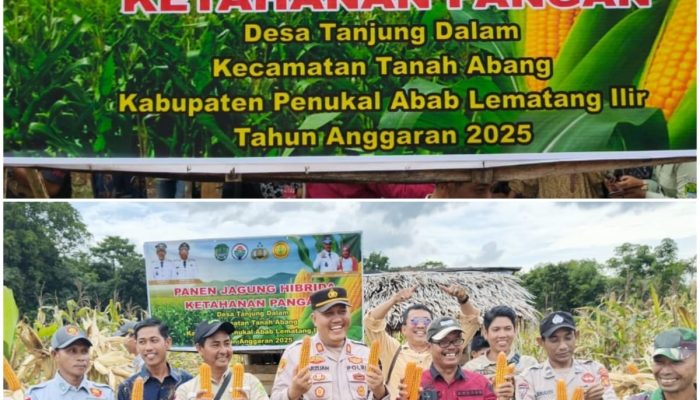 Panen Jagung Hibrida di Tanjung Dalam, Polsek Tanah Abang Tegaskan Komitmen Perkuat Ketahanan Pangan Nasional