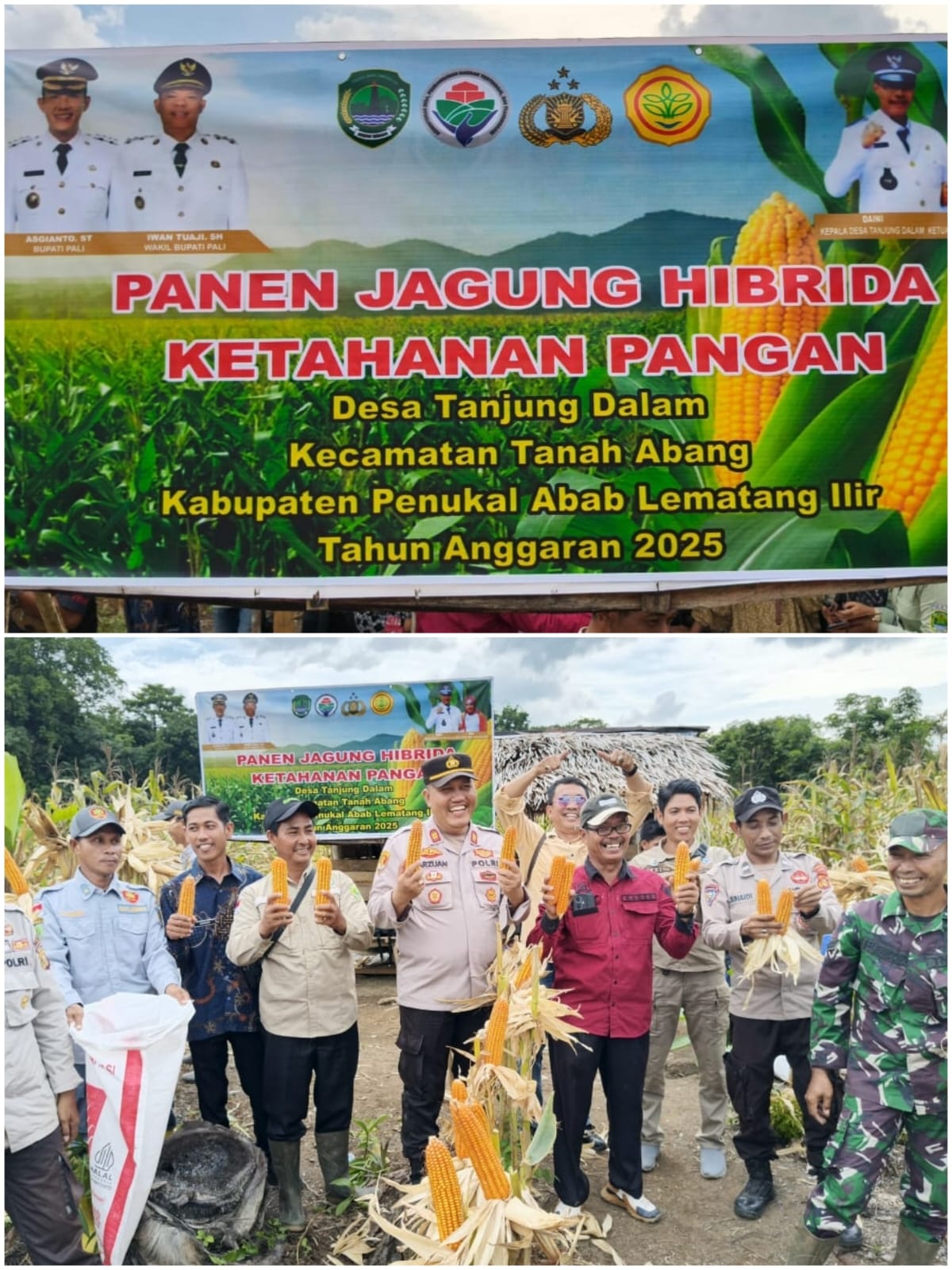 Panen Jagung Hibrida di Tanjung Dalam, Polsek Tanah Abang Tegaskan Komitmen Perkuat Ketahanan Pangan Nasional