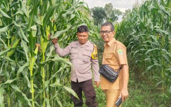 Polsek Penukal Abab Tinjau Tanaman Jagung Ketahanan Pangan Bumdes Mangkunegara Timur