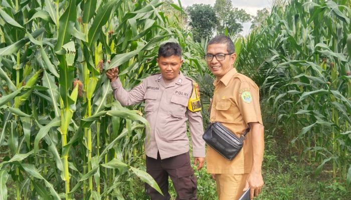 Polsek Penukal Abab Tinjau Tanaman Jagung Ketahanan Pangan Bumdes Mangkunegara Timur