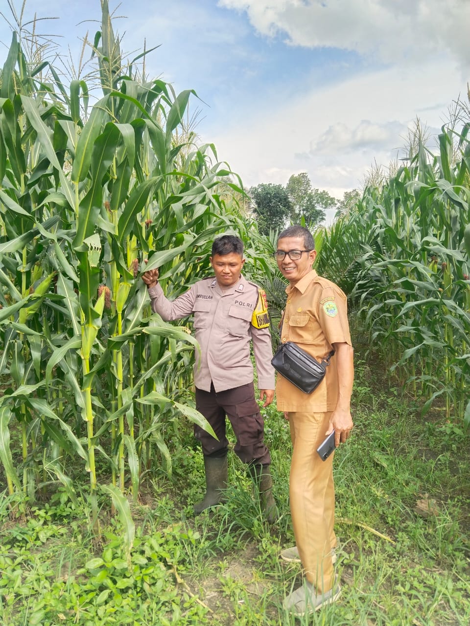 Polsek Penukal Abab Tinjau Tanaman Jagung Ketahanan Pangan Bumdes Mangkunegara Timur