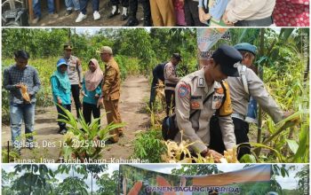 Panen Jagung Hibrida di Desa Harapan Jaya, Polsek Tanah Abang Dukung Ketahanan Pangan Nasional