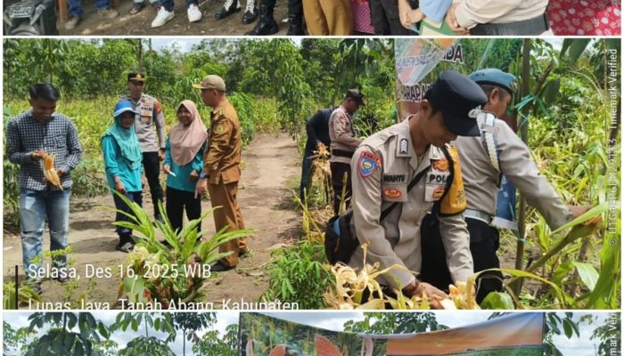Panen Jagung Hibrida di Desa Harapan Jaya, Polsek Tanah Abang Dukung Ketahanan Pangan Nasional
