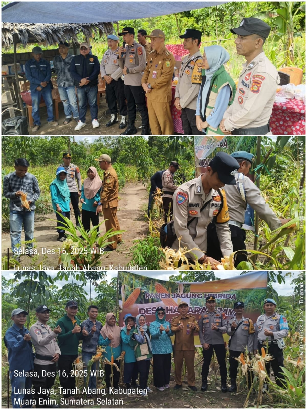 Panen Jagung Hibrida di Desa Harapan Jaya, Polsek Tanah Abang Dukung Ketahanan Pangan Nasional