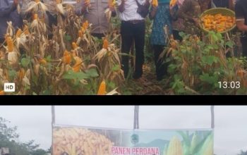 Panen Perdana Jagung di Desa Sungai Baung, Polri Tegaskan Komitmen Dukung Ketahanan Pangan Nasional