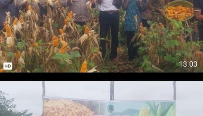 Panen Perdana Jagung di Desa Sungai Baung, Polri Tegaskan Komitmen Dukung Ketahanan Pangan Nasional
