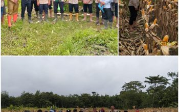 Polsek Tanah Abang Dukung Ketahanan Pangan Nasional, Panen Jagung Hibrida Digelar di Desa Pandan
