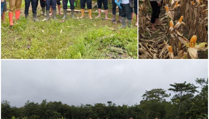 Polsek Tanah Abang Dukung Ketahanan Pangan Nasional, Panen Jagung Hibrida Digelar di Desa Pandan