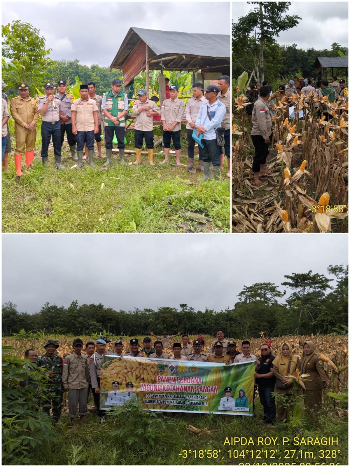 Polsek Tanah Abang Dukung Ketahanan Pangan Nasional, Panen Jagung Hibrida Digelar di Desa Pandan