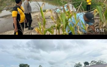 Polsek Talang Ubi Pastikan Panen Jagung di Sungai Baung Siap Dilaksanakan Tepat Waktu