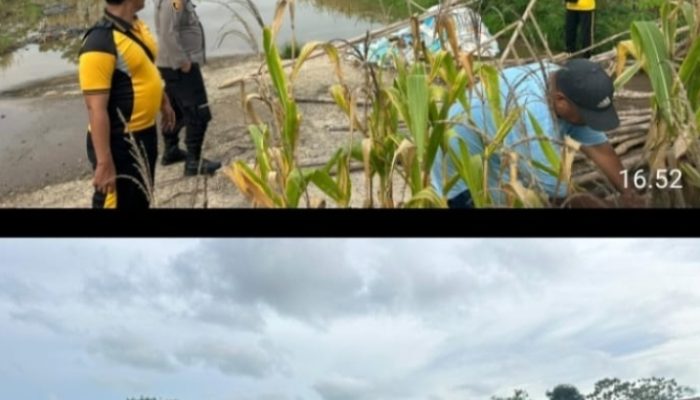 Polsek Talang Ubi Pastikan Panen Jagung di Sungai Baung Siap Dilaksanakan Tepat Waktu