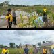 Polsek Talang Ubi Pastikan Panen Jagung di Sungai Baung Siap Dilaksanakan Tepat Waktu