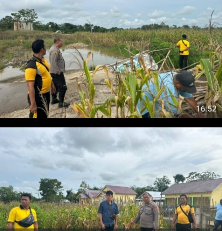 Polsek Talang Ubi Pastikan Panen Jagung di Sungai Baung Siap Dilaksanakan Tepat Waktu