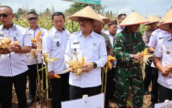 Panen Raya Jagung BUMDES  Gilih Mandiri, Bupati  Lampung Utara Dorong Kemandirian  Desa Di Abung Selatan