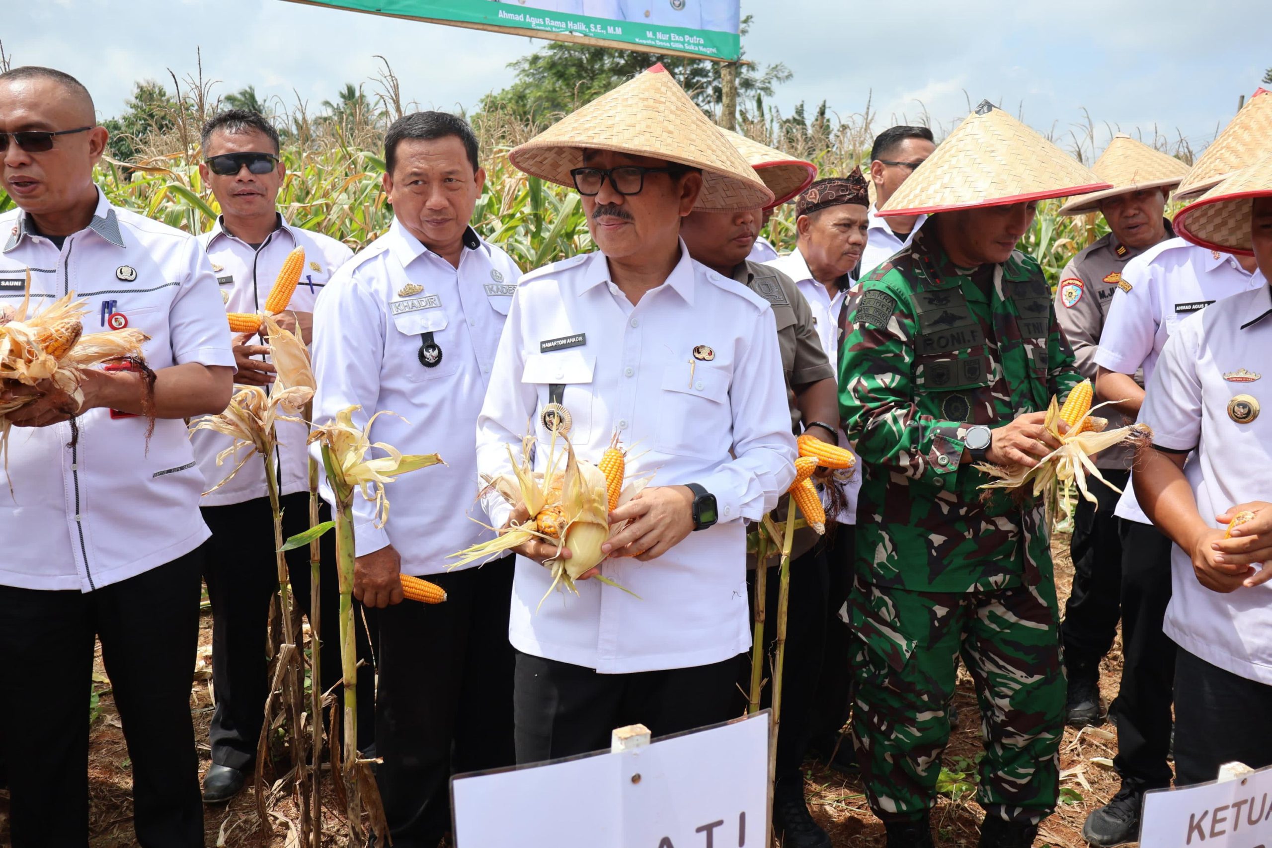 Panen Raya Jagung BUMDES Gilih Mandiri, Bupati Lampung Utara Dorong Kemandirian Desa Di Abung Selatan