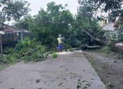 Hujan Angin Robohkan Pohon Mangga Menutup Akses Jalan Desa Cibeber Sukagumiwang