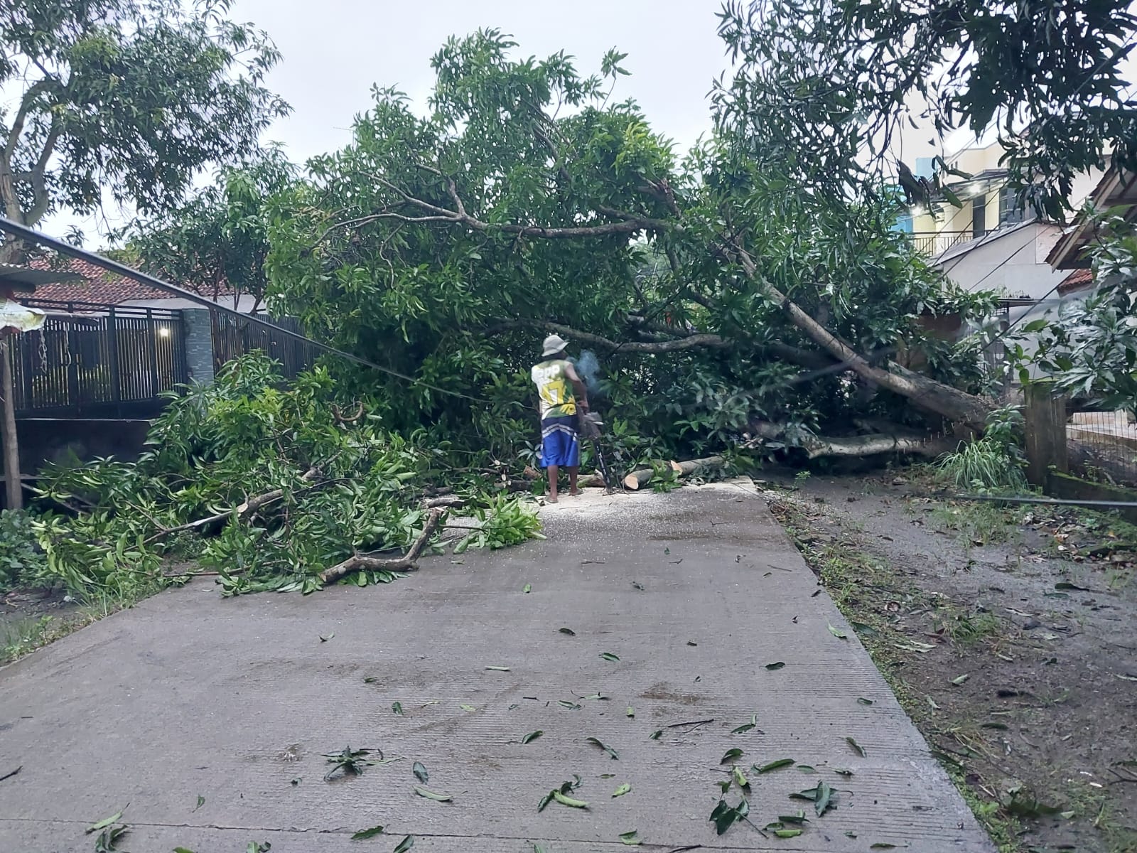 Hujan Angin Robohkan Pohon Mangga Menutup Akses Jalan Desa Cibeber Sukagumiwang
