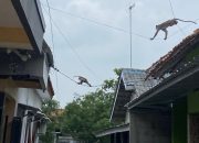 Tiga Monyet Masuk Permukiman Desa Jatibarang Baru, Diduga Akibat Gangguan Habitat
