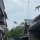 Tiga Monyet Masuk Permukiman Desa Jatibarang Baru, Diduga Akibat Gangguan Habitat
