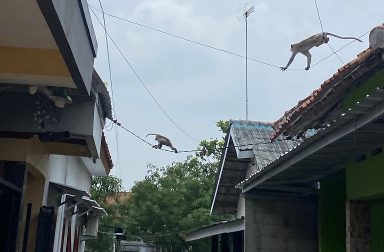 Tiga Monyet Masuk Permukiman Desa Jatibarang Baru, Diduga Akibat Gangguan Habitat
