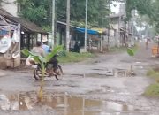 Aksi Unik Warga, Pohon Pisang Ditanam di Jalan Rusak Desa Sukaperna Tukdana