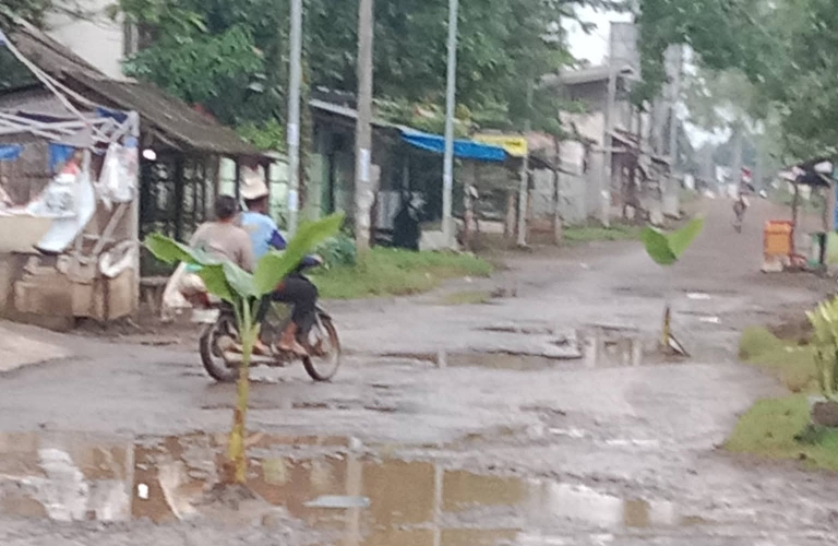 Aksi Unik Warga, Pohon Pisang Ditanam di Jalan Rusak Desa Sukaperna Tukdana