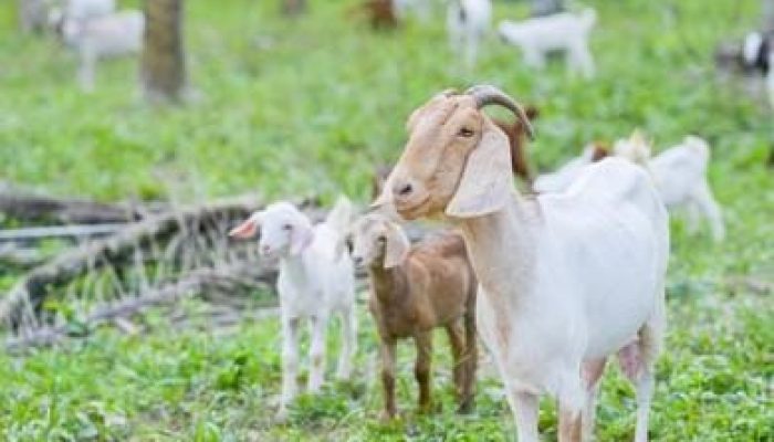 Viral Peraturan Dusun Tentang Hewan Berkeliaran di Pekarangan Tetangga Boleh Dimiliki, Bagaimana Hukumnya?