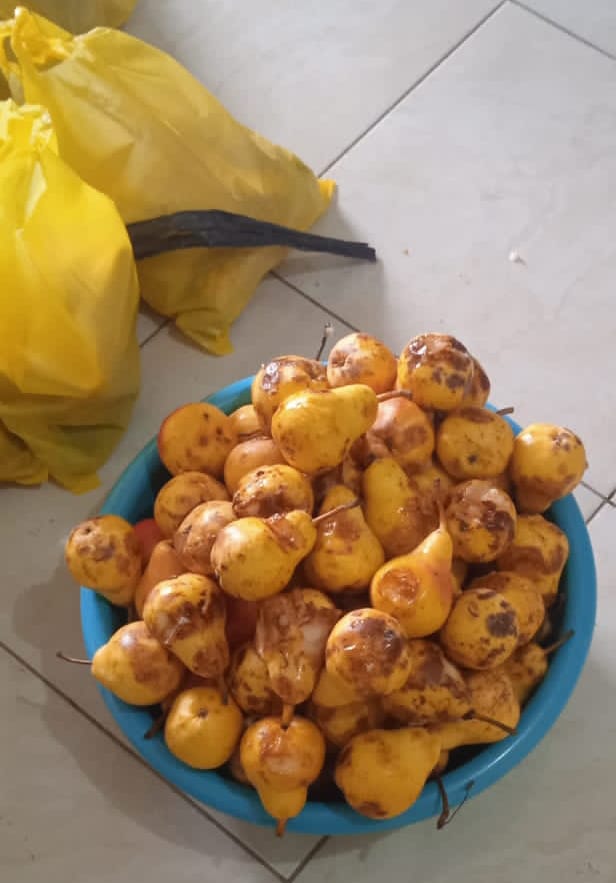 SPPG Somawangi Diduga Sajikan Buah Busuk Program MBG Dengan Alibi 'Oksidasi' SPPG Somawangi Diduga Sajikan Buah Busuk Program MBG Dengan Alibi 'Oksidasi'