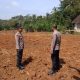 Dukung Ketahanan Pangan, Polres Lampung Utara Cek Lahan Tanam Jagung Serentak Di Kotabumi Utara