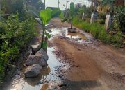 Warga Tanam Batang Pisang di Jalan Rusak Gang Sella Cidadap, Bentuk Protes ke Pemerintah Desa Cikedung