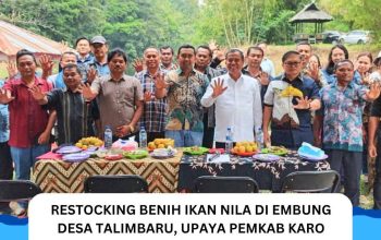 Restocking Benih Ikan Nila di Embung Desa Talimbaru Upaya Pemkab Karo Lestarikan Ekosistem dan Tingkatkan Kesejahteraan Masyarakat