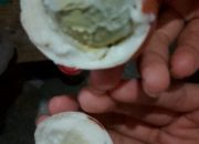 Diduga Telur Rebus Busuk Hampir Dikonsumsi Siswa SDN Lajer, Pengelola MBG Diminta Bertanggung Jawab