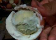 Diduga Telur Rebus Busuk dalam Menu MBG di Desa Lajer Tukdana, Siswa Keluhkan Bau Tak Sedap