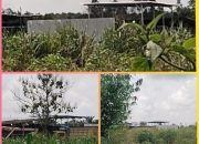 Gudang BBM Diduga Ilegal di Ogan Ilir Kembali Aktif, Lokasinya Tersembunyi di Tengah Kebun Jagung