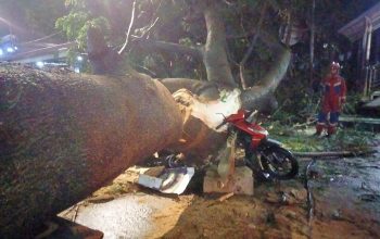 Jelang Sahur, Pengendara Motor Tertimpa Pohon Tumbang di Tanjung Barat Jaksel