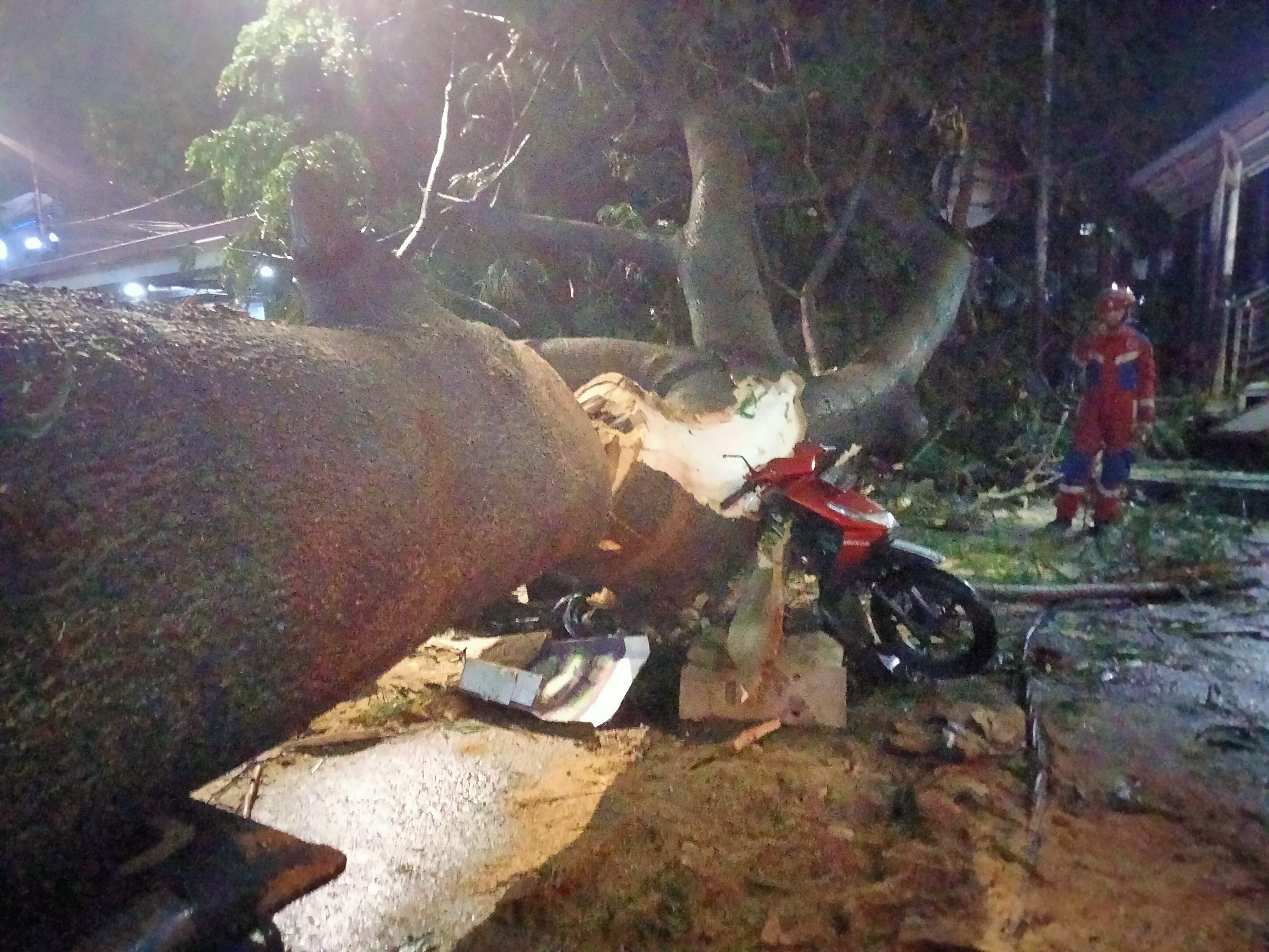 Jelang Sahur, Pengendara Motor Tertimpa Pohon Tumbang di Tanjung Barat Jaksel