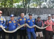 Evakuasi Dramatis! Damkar Indramayu Amankan Ular Sanca 6 Meter di Atap Rumah Warga Panyindangan Kulon