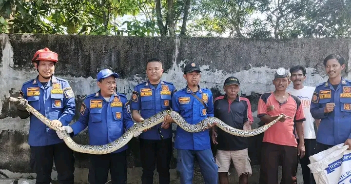 Evakuasi Dramatis! Damkar Indramayu Amankan Ular Sanca 6 Meter di Atap Rumah Warga Panyindangan Kulon