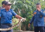 Evakuasi Menantang! Damkar Indramayu Bongkar Tanah Amankan Ular Sanca di Sukahaji Patrol