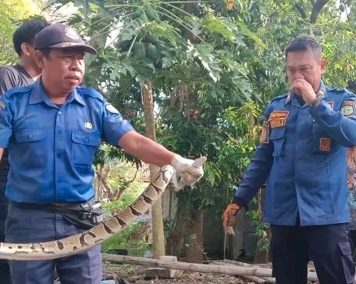 Evakuasi Menantang! Damkar Indramayu Bongkar Tanah Amankan Ular Sanca di Sukahaji Patrol