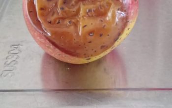 MBG Cempaka Putih Kembali Menuai Kritik, Diduga  Sajikan Buah busuk Dan Abaikan Jadwal Susu