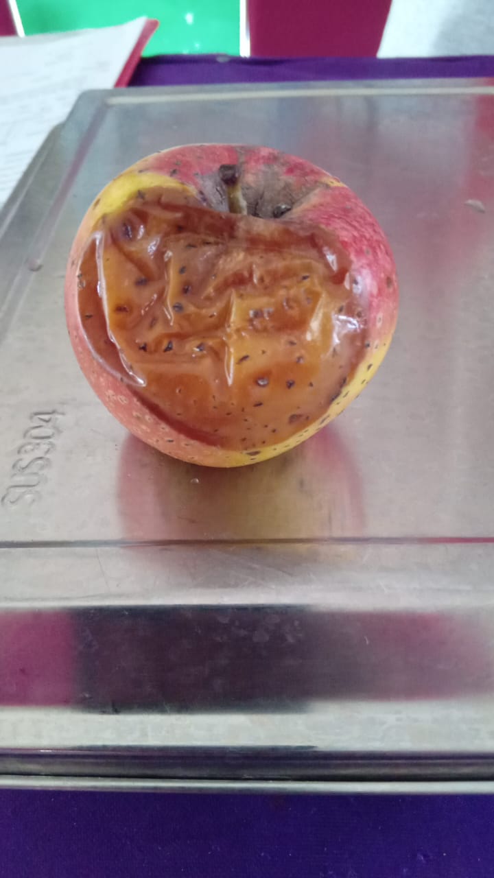 MBG Cempaka Putih Kembali Menuai Kritik, Diduga Sajikan Buah busuk Dan Abaikan Jadwal Susu