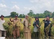 Produktivitas Padi di Juntinyuat Tembus 13,92 Ton per Hektare, Hampir Dua Kali Lipat Rata-Rata