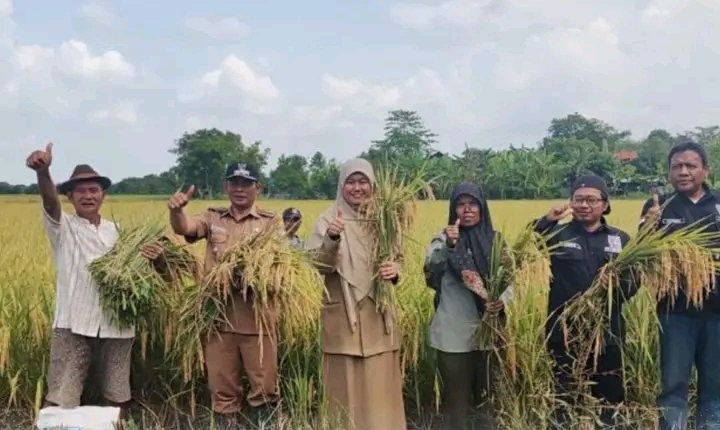 Produktivitas Padi di Juntinyuat Tembus 13,92 Ton per Hektare, Hampir Dua Kali Lipat Rata-Rata