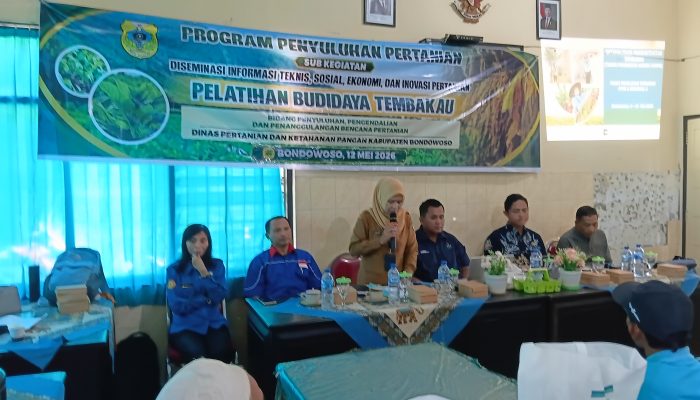 Dinas Pertanian Bondowoso Perkuat SDM Petani melalui Pelatihan Budidaya Tembakau Berkualitas