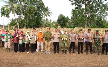 Dukung Ketahanan Pangan, Polres Lampung Utara  Panen Raya  Jagung Serentak  Kwartal II  Tahun  2026 Di Abung Timur