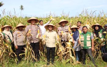 Dukung Swasembada Pangan, Polres Aceh Barat Hadiri Panen Jagung Kuartal II di Samatiga