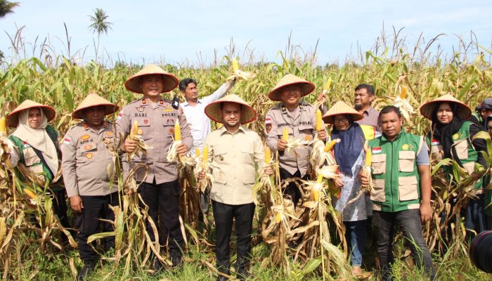 Dukung Swasembada Pangan, Polres Aceh Barat Hadiri Panen Jagung Kuartal II di Samatiga